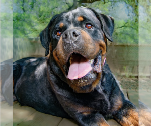Rottweiler-Unknown Mix Dogs for adoption in Boerne, TX, USA