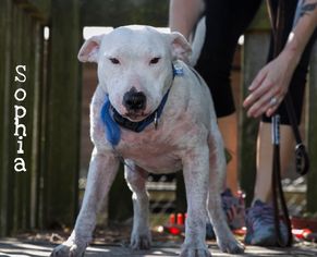Medium Photo #1 Bull Terrier-Unknown Mix Puppy For Sale in Thonotosassa, FL, USA
