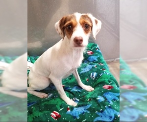 Jack Russell Terrier-Unknown Mix Dogs for adoption in Ventura, CA, USA