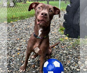 Labrador Retriever-Unknown Mix Dogs for adoption in Anchorage, AK, USA