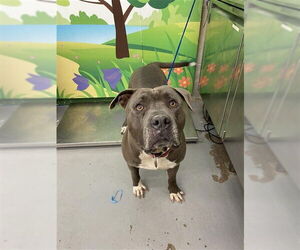 American Pit Bull Terrier Dogs for adoption in Waco, TX, USA