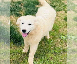 Great Pyrenees-Unknown Mix Dogs for adoption in Grafton, WI, USA