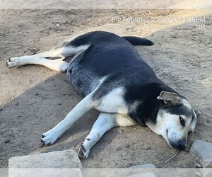German Shepherd Dog-Unknown Mix Dogs for adoption in Ocala, FL, USA