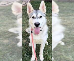 Siberian Husky-Unknown Mix Dogs for adoption in Sacramento, CA, USA