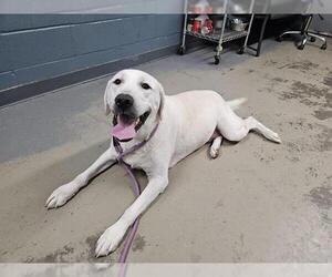 Labrador Retriever Dogs for adoption in Tallahassee, FL, USA