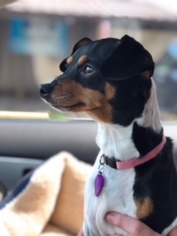 Rat Terrier Dogs for adoption in Thibodaux, LA, USA