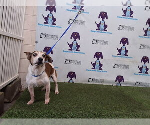 Mutt Dogs for adoption in Orlando, FL, USA