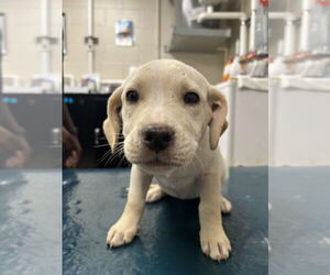 Labrador Retriever-Unknown Mix Dogs for adoption in Mobile, AL, USA