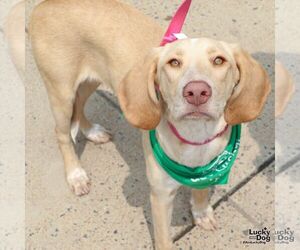 Retriever -Unknown Mix Dogs for adoption in Washington, DC, USA