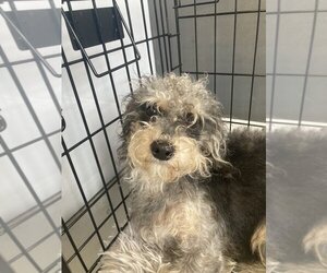 Poodle (Miniature) Dogs for adoption in Studio City, CA, USA