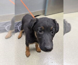 Rottweiler-Unknown Mix Dogs for adoption in Las Vegas, NV, USA