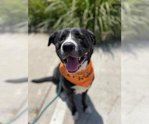 Borador Dogs for adoption in Woodland, CA, USA