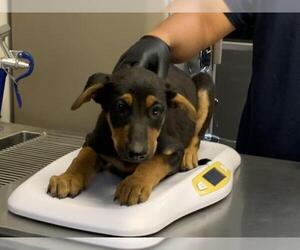 German Shepherd Dog-Unknown Mix Dogs for adoption in Visalia, CA, USA