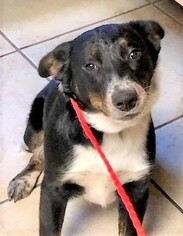 Medium Photo #7 Border Collie-Unknown Mix Puppy For Sale in Genesee, WI, USA