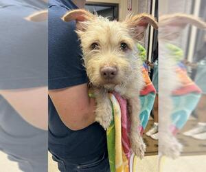 - Mix Dogs for adoption in Sugar Land, TX, USA