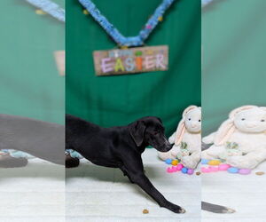 Mutt Dogs for adoption in Franklin, North Carolina, NC, USA