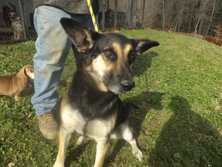 German Shepherd Dog-Unknown Mix Dogs for adoption in Zaleski, OH, USA