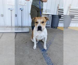 Mutt Dogs for adoption in Bakersfield, CA, USA