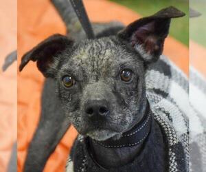 Boglen Terrier Dogs for adoption in Huntley, IL, USA