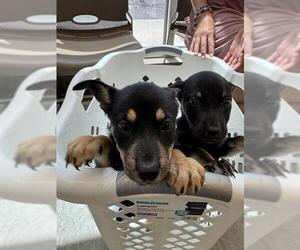 German Shepherd Dog-Unknown Mix Dogs for adoption in San Antonio, TX, USA