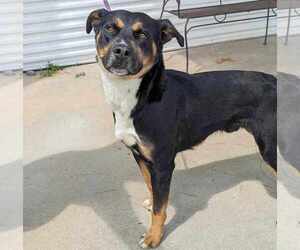 Rottweiler-Unknown Mix Dogs for adoption in Anniston, AL, USA