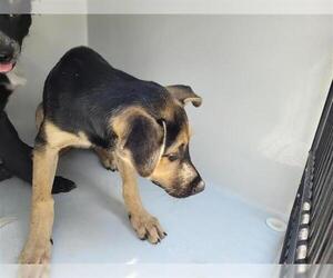German Shepherd Dog Dogs for adoption in Houston, TX, USA