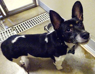 Minnie Jack Dogs for adoption in Belleville, MI, USA