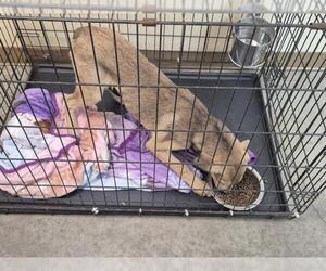 German Shepherd Dog-Unknown Mix Dogs for adoption in Texas City, TX, USA
