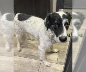 Border Collie-Unknown Mix Dogs for adoption in Redlands, CA, USA