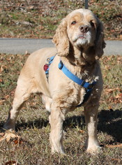 Cocker Spaniel Dogs for adoption in Prattville, AL, USA