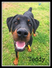 Rottweiler Dogs for adoption in Greenwood, LA, USA