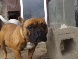 French Bulldog Dogs for adoption in Zaleski, OH, USA