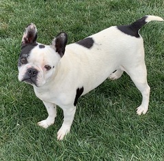 Faux Frenchbo Bulldog Dogs for adoption in Hesperia, CA, USA
