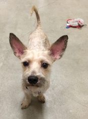 Medium Photo #1 Cairn Terrier-Unknown Mix Puppy For Sale in Irvine, CA, USA