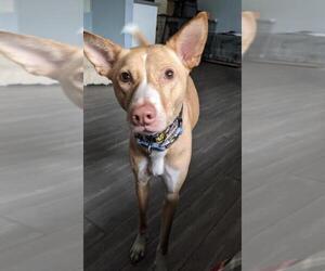 Basenji-Unknown Mix Dogs for adoption in El Cajon, CA, USA