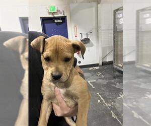 American Pit Bull Terrier Dogs for adoption in Bakersfield, CA, USA