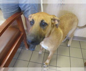 German Shepherd Dog-Unknown Mix Dogs for adoption in Ocala, FL, USA