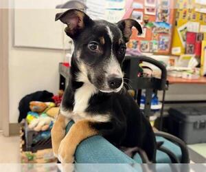 Mutt Dogs for adoption in Santa Rosa, CA, USA