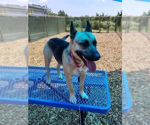 German Shepherd Dog-Unknown Mix Dogs for adoption in Waterford, VA, USA
