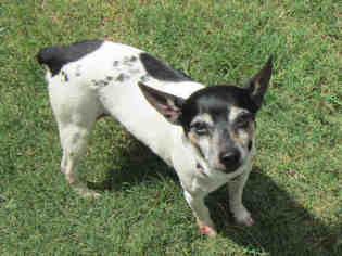 Rat Terrier Dogs for adoption in Plano, TX, USA
