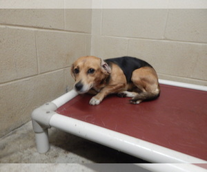 Beagle Dogs for adoption in Pikeville, KY, USA