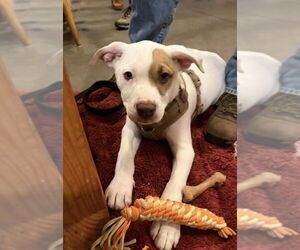 Bulldog-Unknown Mix Dogs for adoption in Tarrytown, GA, USA