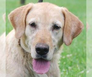 Labrador Retriever Dogs for adoption in Chesapeake City, MD, USA