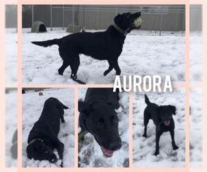 Labrador Retriever Dogs for adoption in Pierceton , IN, USA