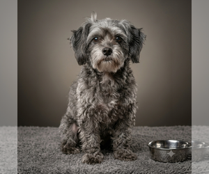 Mutt Dogs for adoption in Vail, AZ, USA