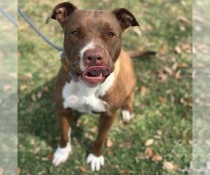 American Pit Bull Terrier-Unknown Mix Dogs for adoption in Texas City, TX, USA
