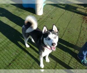 Siberian Husky Dogs for adoption in Martinez, CA, USA