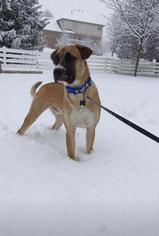 Boxer Dogs for adoption in Bellbrook, OH, USA