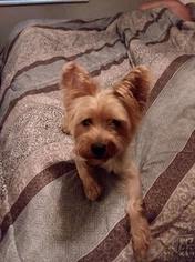 Small Silky Terrier Mix
