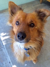 Pomeranian-Unknown Mix Dogs for adoption in San Diego, CA, USA